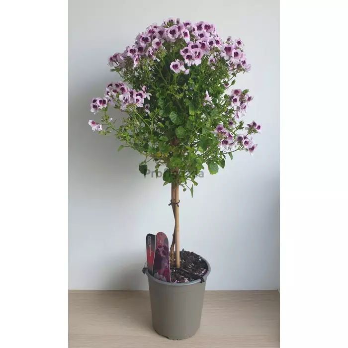 Törzses muskátli lila-fehér - Pelargonium