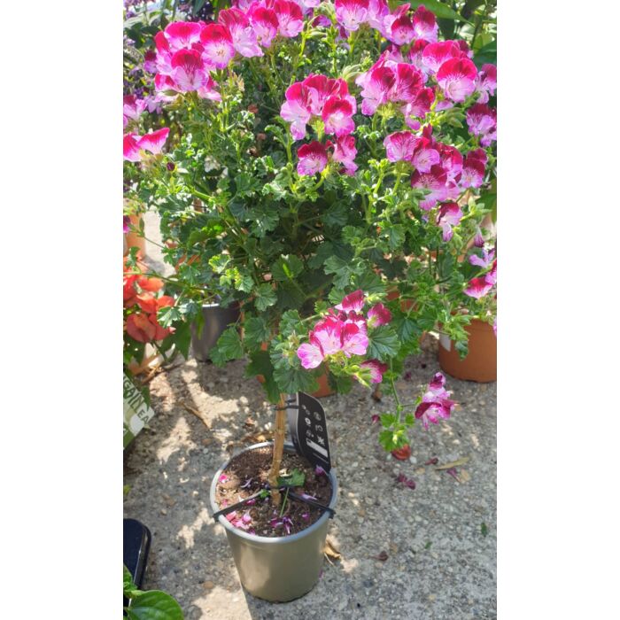 Törzses muskátli - Pelargonium