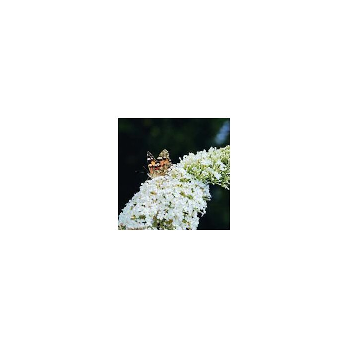 Buddleia davidii 'White Profusion' - Fehér nyáriorgona