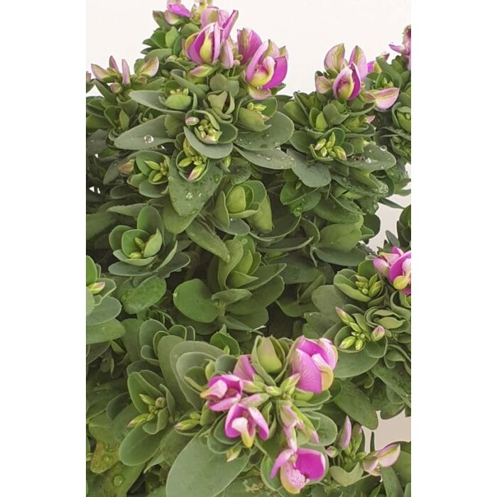 Polygala Myrtifolia  Bibi pink
