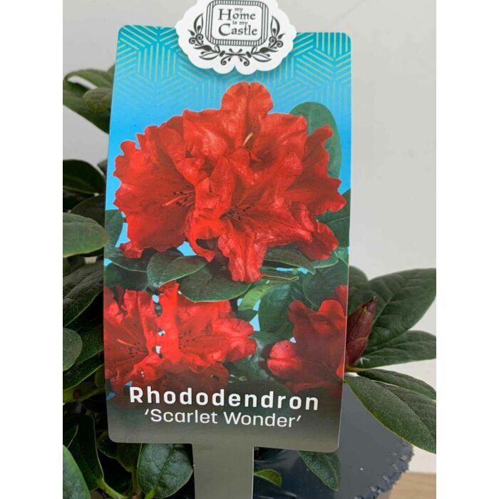 Rhododendron 'Scarlet Wonder' – Törpe örökzöld havasszépe