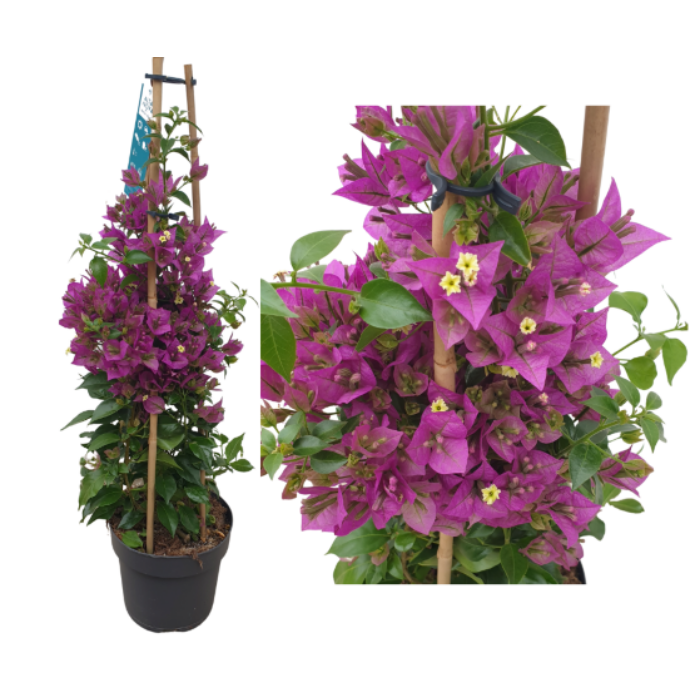 Bougainvillea-Murvafürt  lila
