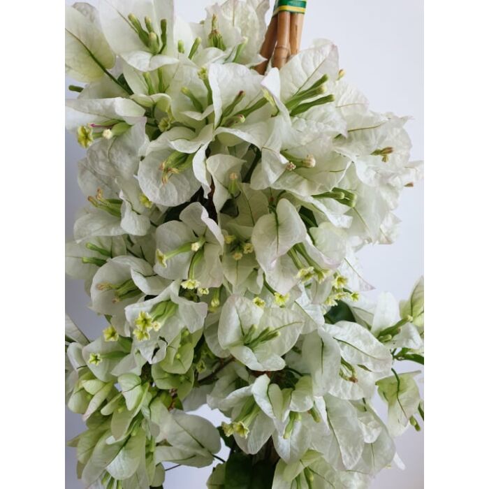 Bougainvillea-Murvafürt Fehér