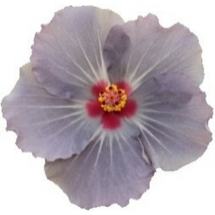 Hibiszkusz - HibisQs Longlife Cato