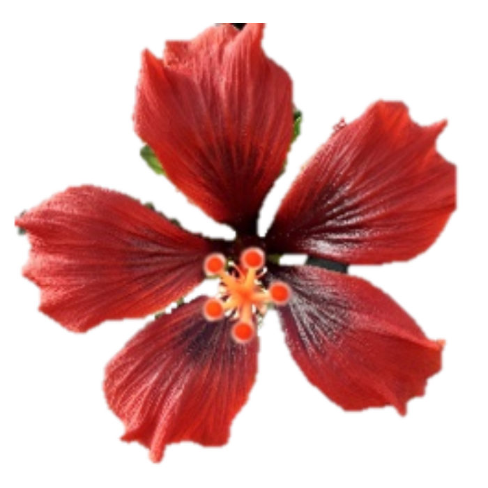 Hibiszkusz - HQ-202 Petit Limited
