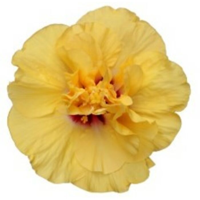 Hibiszkusz - Adonicus Double. Yellow - Longiflora