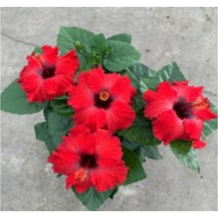 Hibiszkusz - Arion