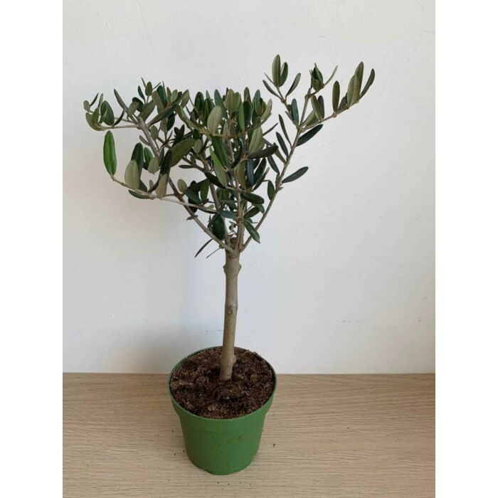 Olivafa-Olajfa 40 cm