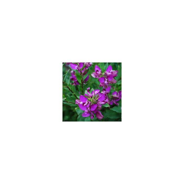 Polygala Myrtifolia - Mirtuszlevelű pacsirtafű