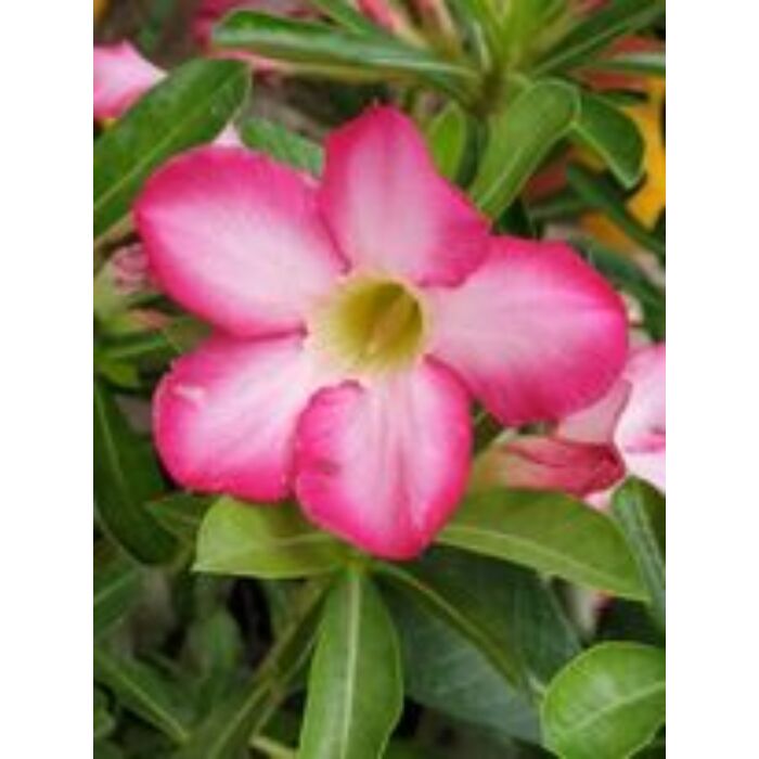 Sivatagi rózsa (Adenium)