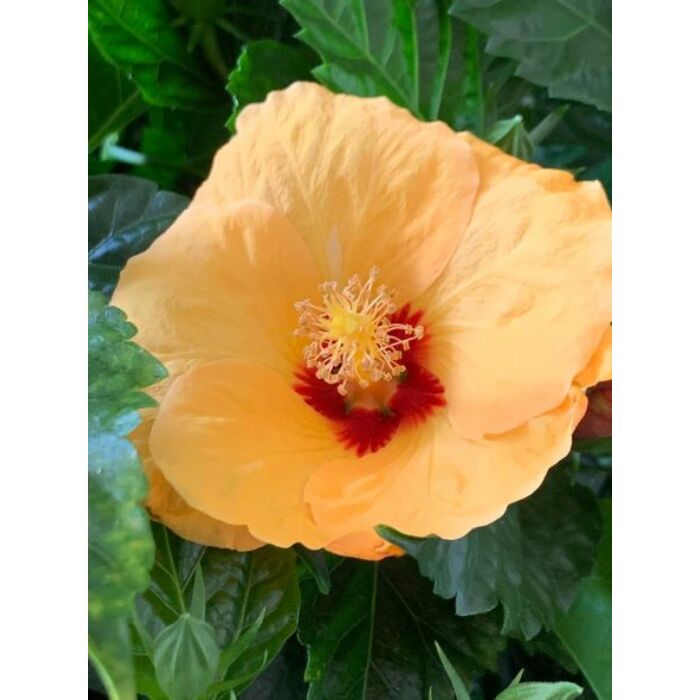 Törzses  Hibiszkusz - sárga virágú