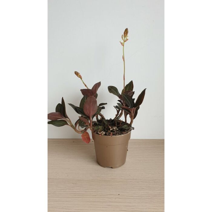 Ékszerorchidea (Ludisia discolor)