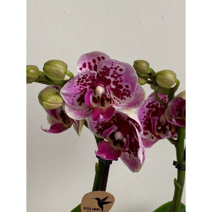 Phalaenopsis Lepkeorchidea