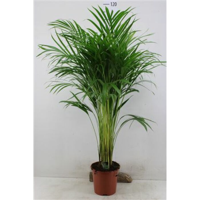 Aranypálma Chrysalidocarpus