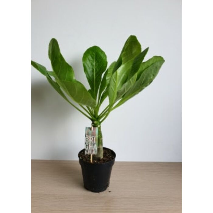 Brighamia Insignis (hawaii pálma)