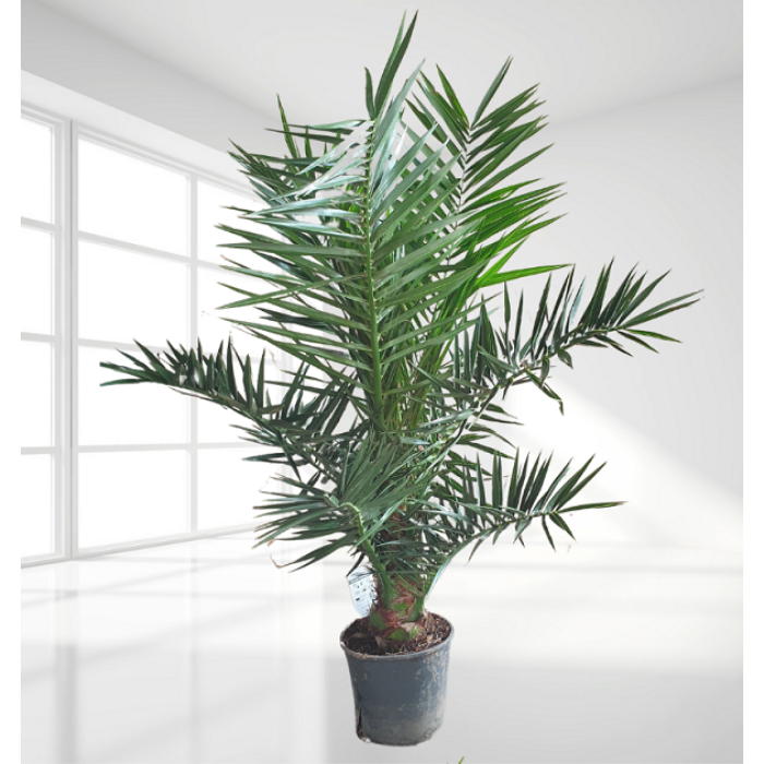 Datolyapálma - Phoenix canariensis