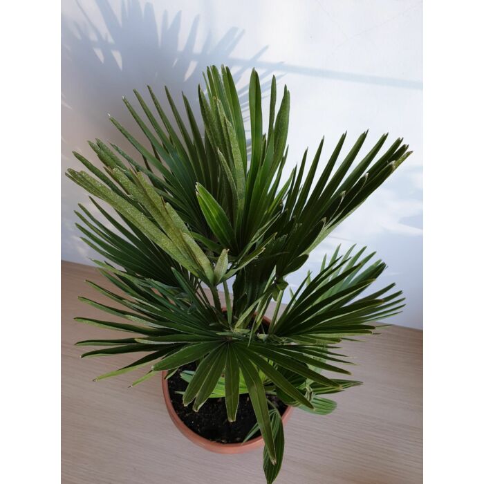 Chamaerops humilis