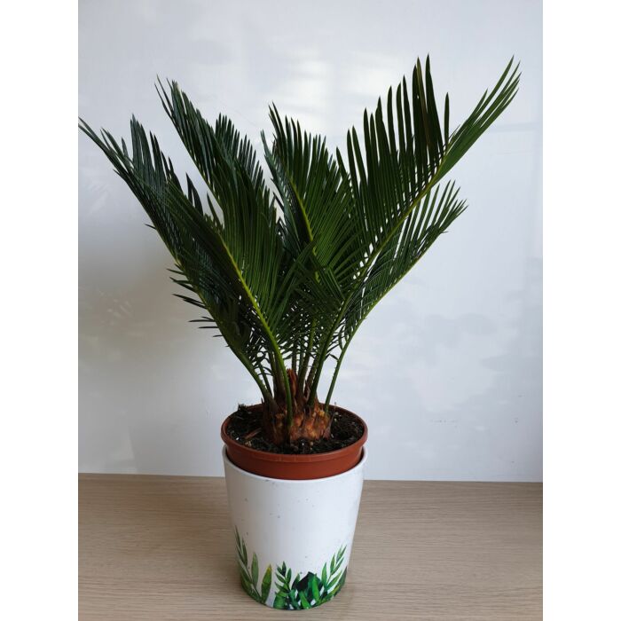 Cycas revoluta