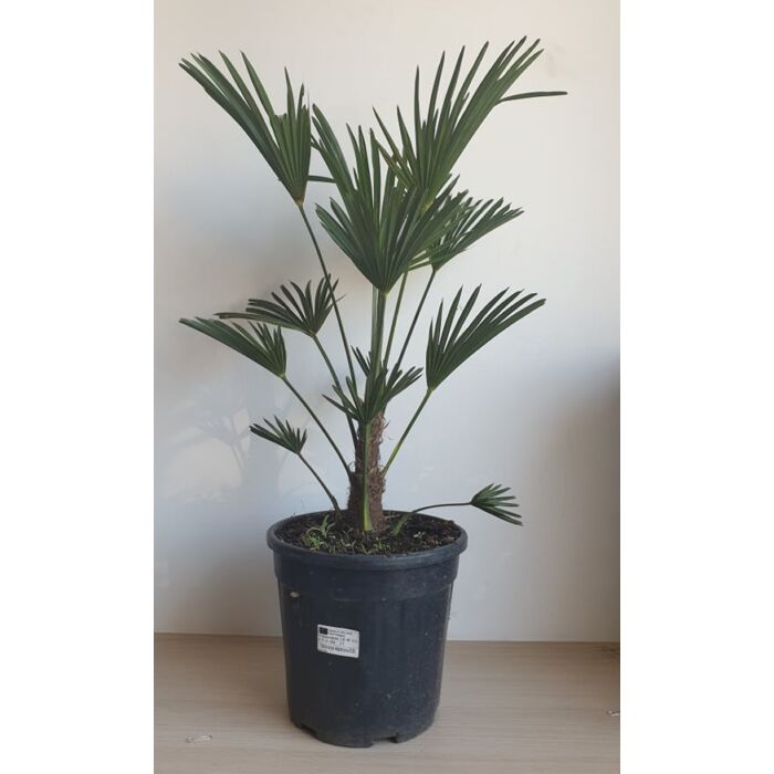 japán kenderpálma (Trachycarpus wagnerianus)