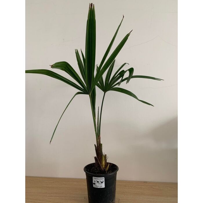 Trachycarpus fortunei - Kínai kenderpálma