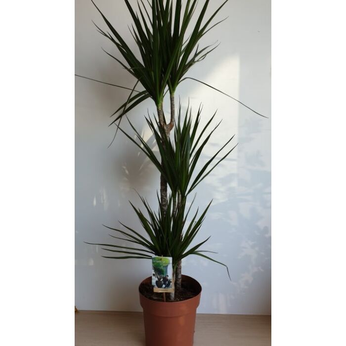 Dracena Marginata - Tarka sárkányfa