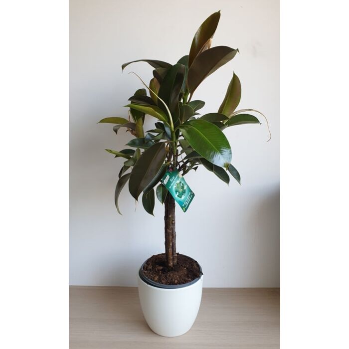 Ficus Melany
