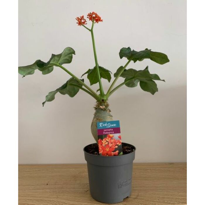 Palackfa (Jatropha podagrica)