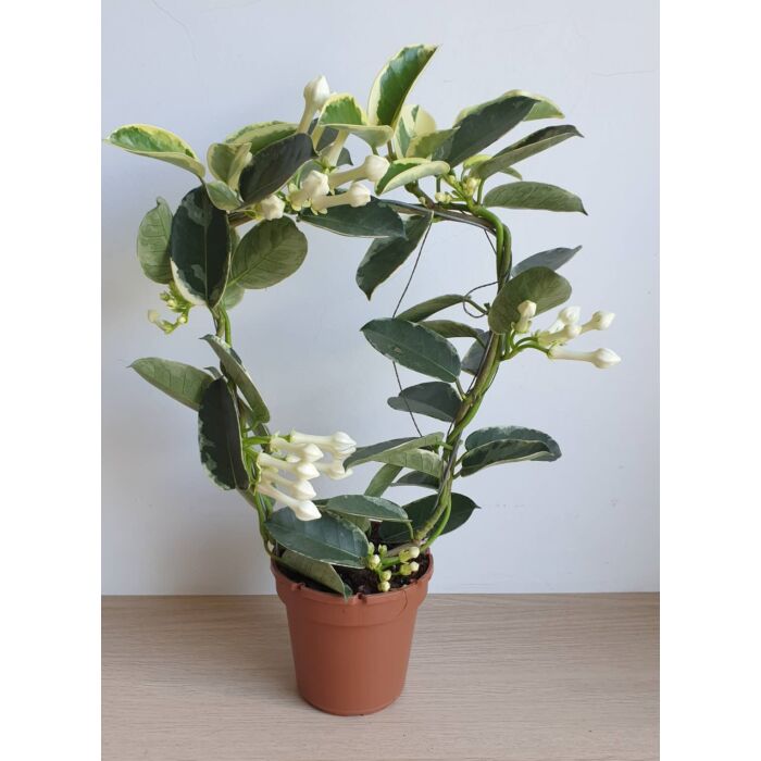 Tarka levelű koszorúfutóka (Stephanotis floribunda)