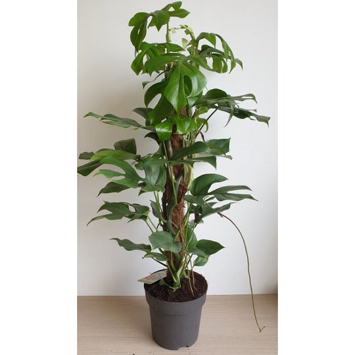 Monstera Minima – Rhaphidophora tetrasperma