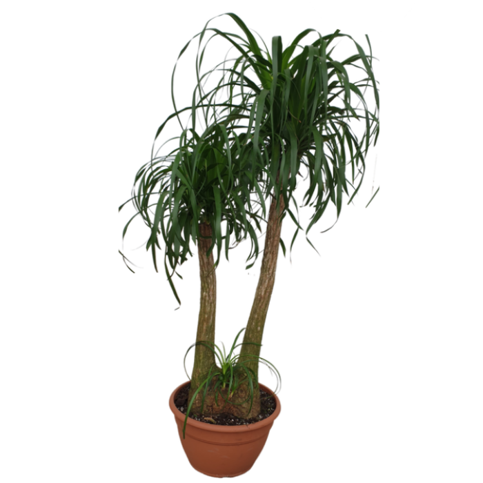 Elefántláb (Nolina recurvata) 150 cm
