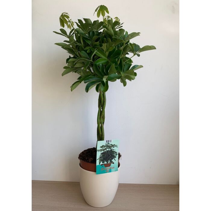 Sugárarália (Schefflera Nora)