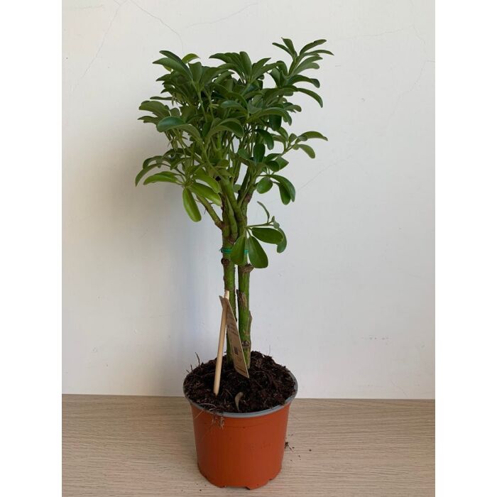 Sugárarália (schefflera luseana)