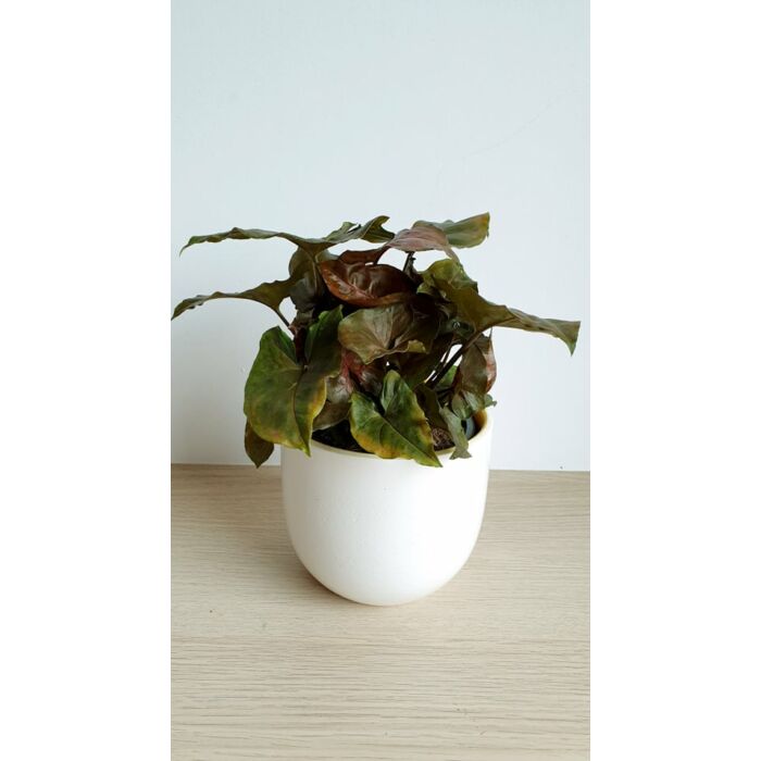 Syngonium podophyllum 'Maria Allusion'