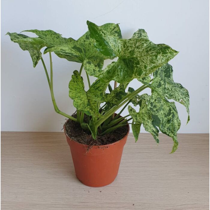 Syngonium podophyllum 'Mottled Mojito