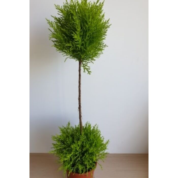 Szoba ciprus 'Cupressus macrocarpa' két labdás