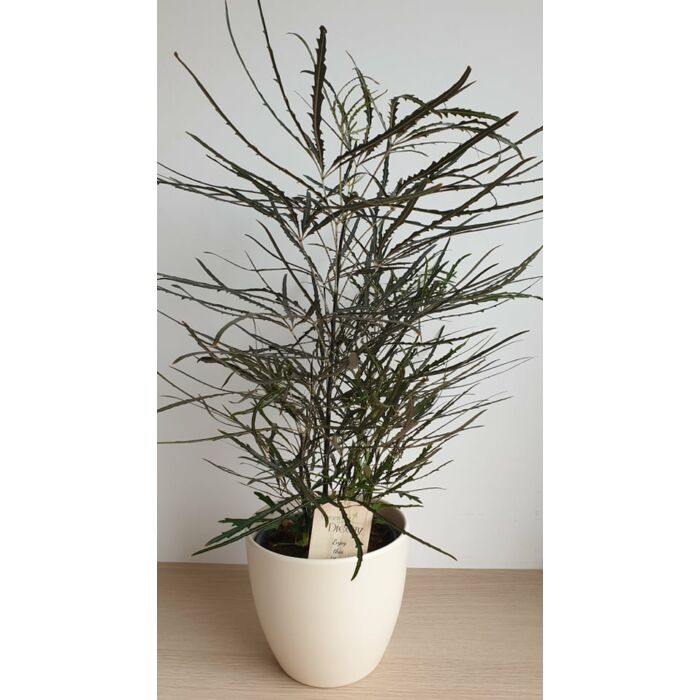 Tenyérarália (Dizygotheca elegantissima)