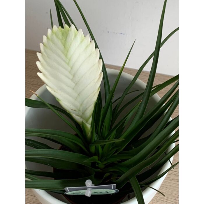 Fehér szakállbromélia ‘bianchini’ (Tillandsia cyanea ‘bianchini’)