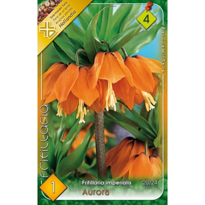 Fritillaria imperialis Aurora / Császárkorona narancs 1 db