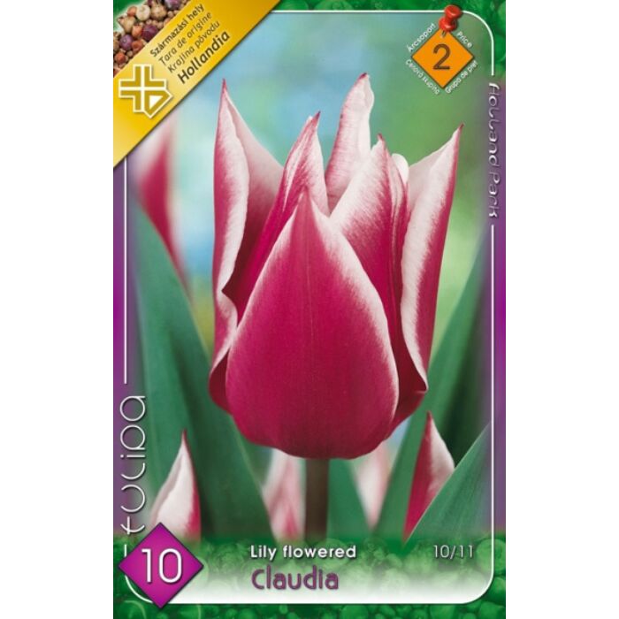 Tulipa Claudia / Tulipán Claudia 10 db