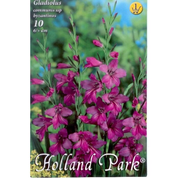 Gladiolus communis ssp. byzantinus / Bizánci kardvirág 10 db