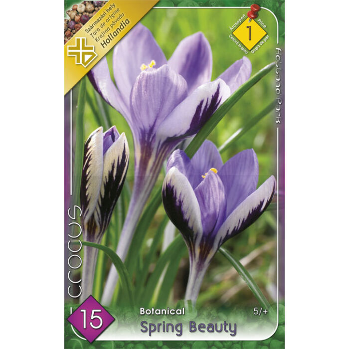 Crocus chrysanthus Spring Beauty / Botanikai krókusz 15 db