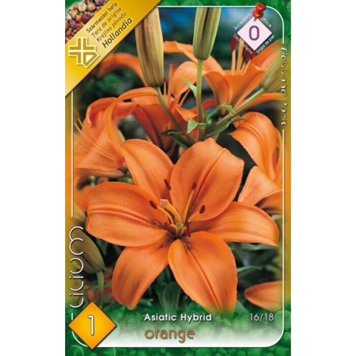 Lilium Asiatic Orange / Liliom ázsiai hibrid narancs 1 db
