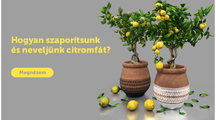 Hogyan szaporítsak és neveljek citromfát?
