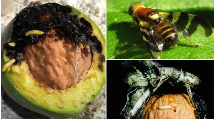 Dióburok-fúrólégy elleni technológia Sumi Agro ajánlásával (Combi-Protec)
