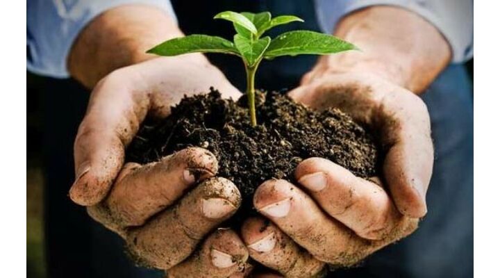 Fák, cserjék ültetése