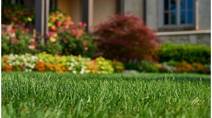 Hogyan vessek füvet? Fűmag vetés. Mi kell tenned füvesítés előtt? I rész.