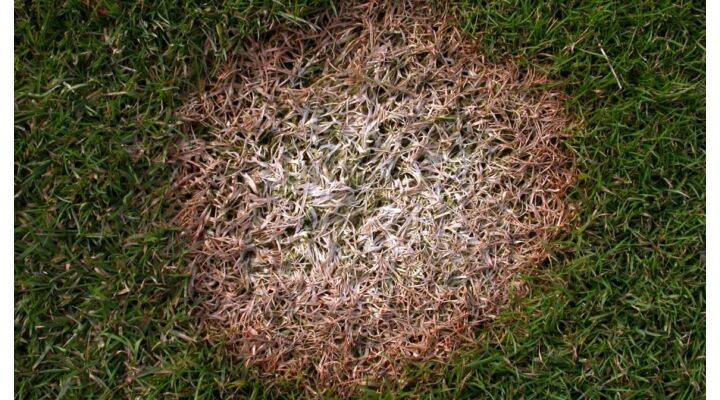 Gyepek súlyos betegsége a fuzáriumos fűpusztulás