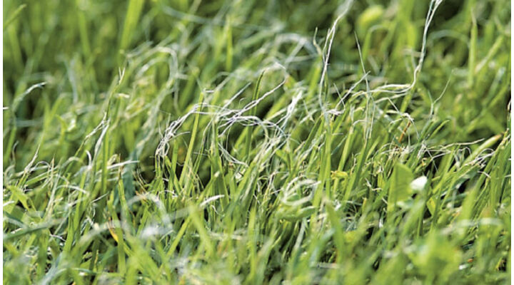 Gyep növényvédelme