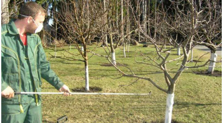 A három legfontosabb kora tavaszi teendő a gyümölcsfákkal