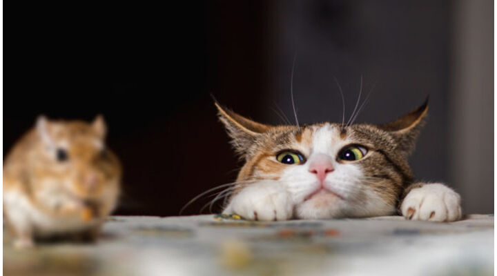 Mennyire hatékony kártevőirtók a macskák a ház körül?